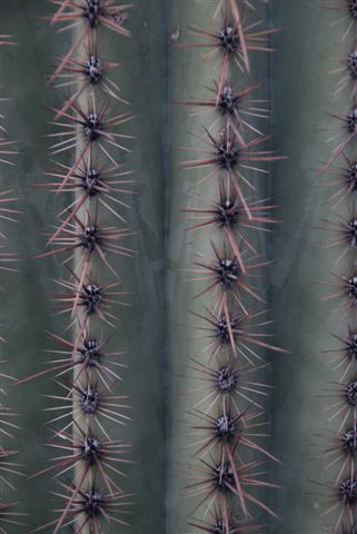 Saguaro - Close Up