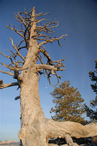 Bryce Canyon - Moon over Tree