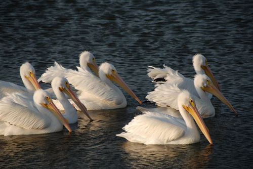 Texas Pelicans